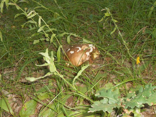 2013_07_26 11 fileminimizer